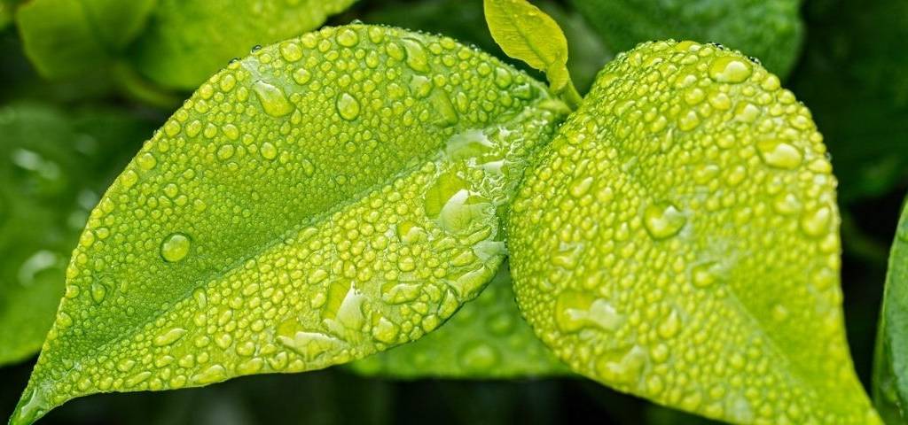 Feuilles avec des gouttes de pluie