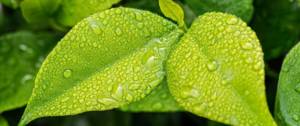 Feuilles avec des gouttes de pluie
