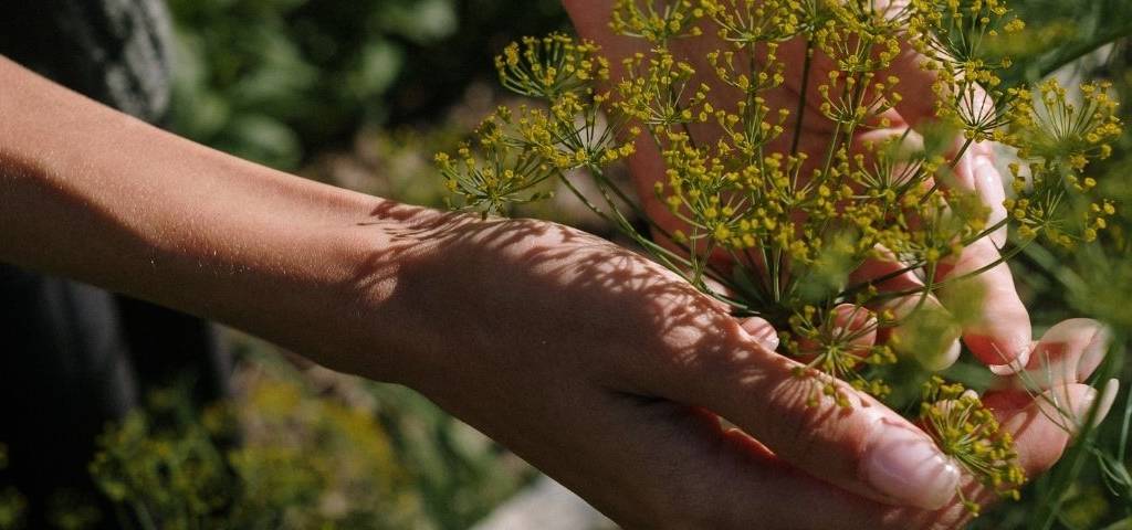 Main qui tient une plante.