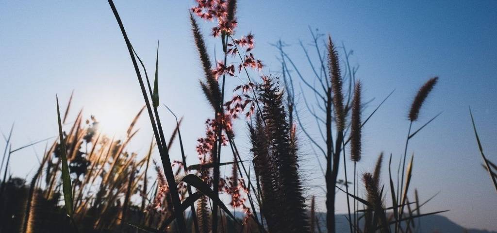 Raison d’être : comment communiquer sans impatience ?  Des plantes sur fond bleu