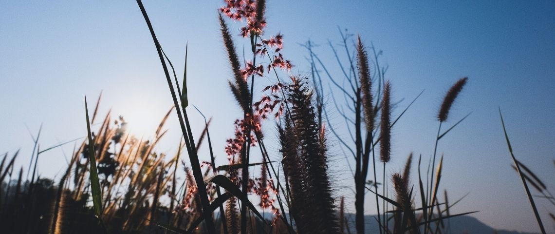 Raison d’être : comment communiquer sans impatience ? Des plantes sur fond bleu
