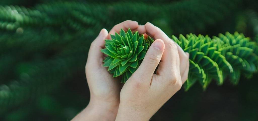 Main tenant une plante verte