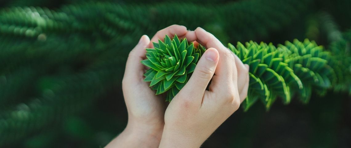 La 1ère femme lauréate du classement Forbes 30 under 30 dans le secteur bancaire, construit une banque verte. Main tenant une plante verte