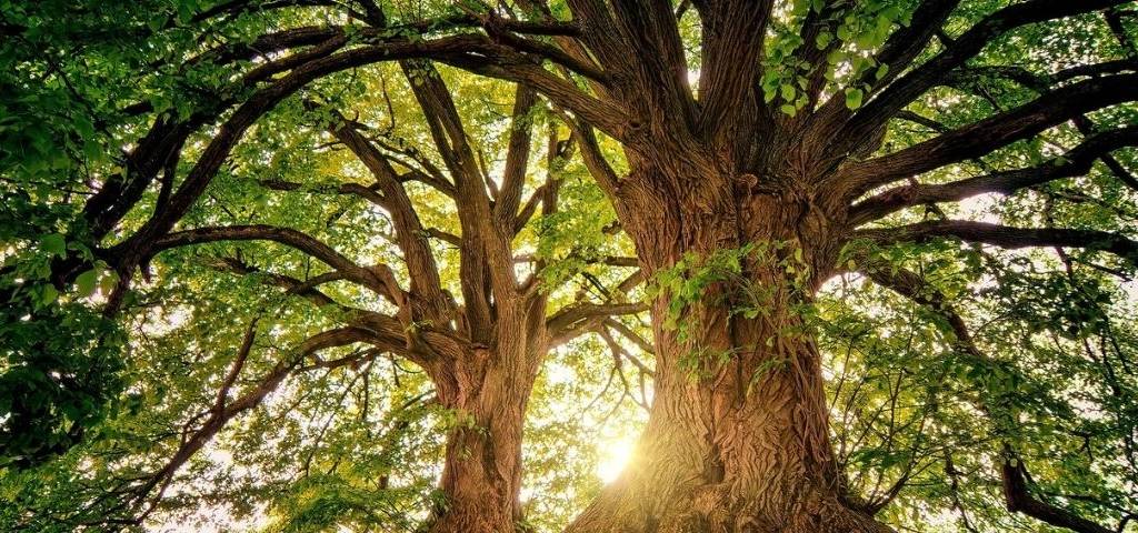 Forêt