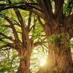 Forêt