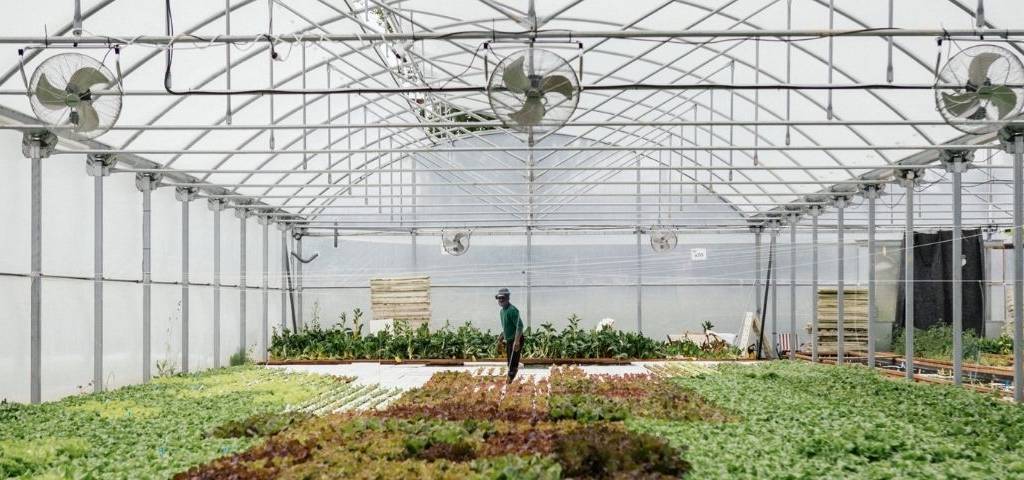 Homme dans une ferme aquaponique