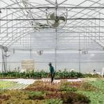 Homme dans une ferme aquaponique