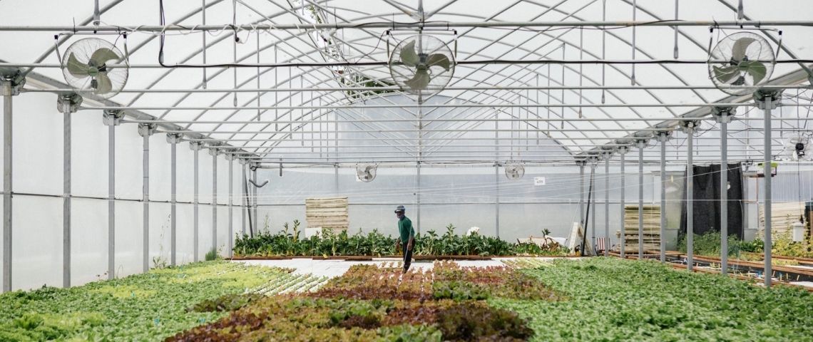 Les Nouvelles Fermes lève 2 millions d’euros pour bâtir l’une des plus grandes fermes aquaponiques d’Europe à Bordeaux Homme dans une ferme aquaponique
