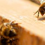 des abeilles dans une ruche