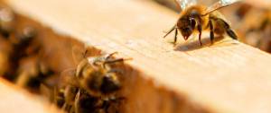 des abeilles dans une ruche