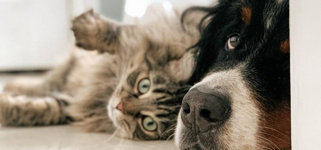 Un chat et un chien