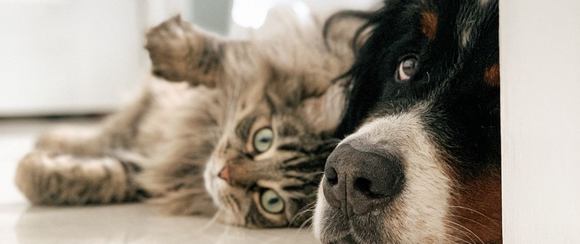 lutte-contre-labandon-animal-concours-photo-sensibilisation-Mars-Petcare-Wipplay Un chat et un chien