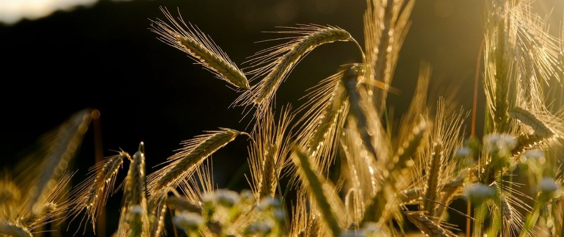Max Havelaar propose une labellisation innovante des producteurs français Champs de blé