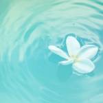 Eau avec une fleur flottant à la surface