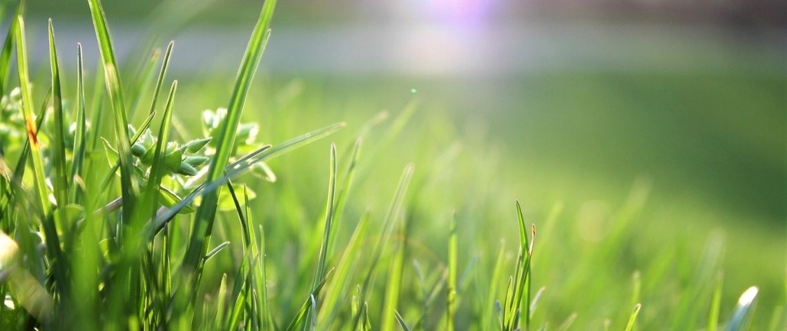 Le groupe Suntory se fixe des objectifs plus offensifs : réduire de moitié l’émission de ses gaz à effet de serre d’ici 2030 pour atteindre son ambition Zéro carbone net en 2050. Prairie