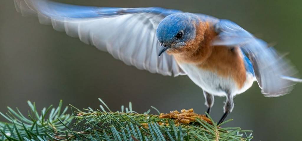 oiseau