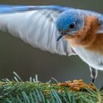 oiseau