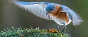 oiseau