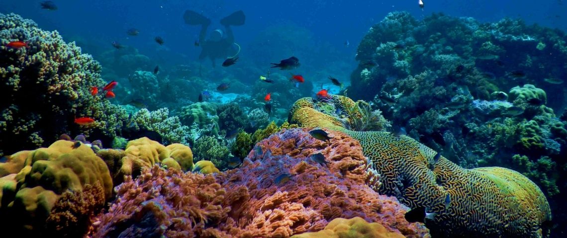 extreme-coral-guardian-coraux-ocean-environnement-ecosysteme-réseaux-sociaux Des coraux (mer d'Indonésie)