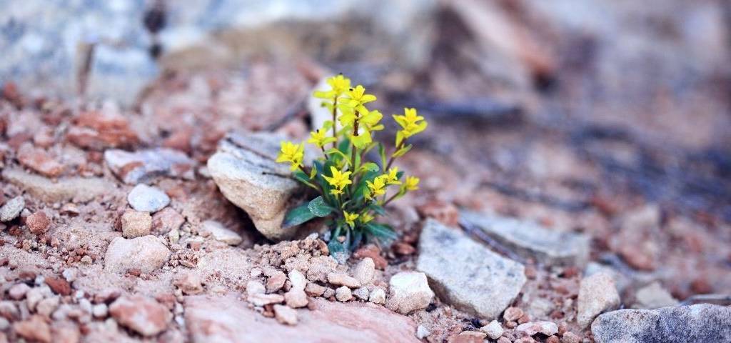 Plantes