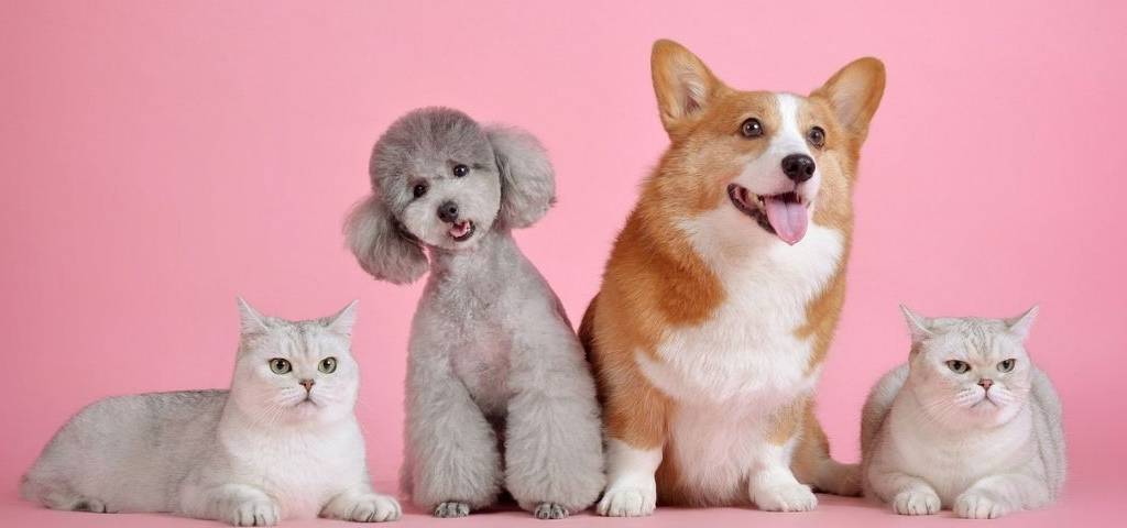 Chats et chiens