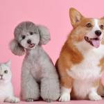 Chats et chiens