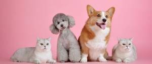Chats et chiens