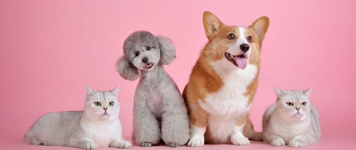 Initiative, agence média du Groupe IPG Mediabrands, annonce aujourd'hui avoir accompagné Edgard & Cooper, le leader de l'alimentation saine et naturelle pour chiens et chats, dans le lancement de sa toute première campagne de publicité télévisée en France Chats et chiens
