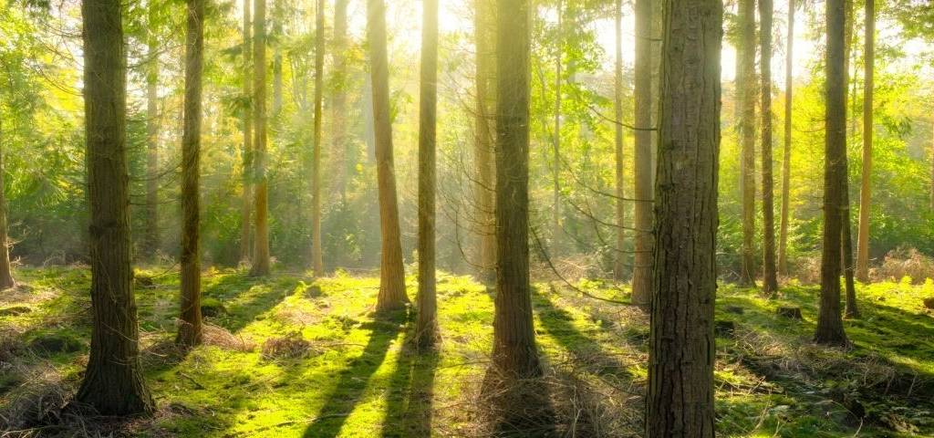 Forêt