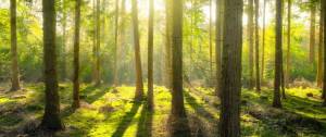 Forêt