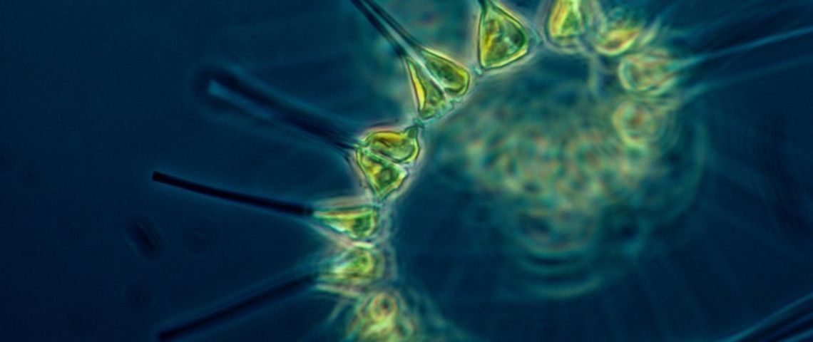 A l’occasion de la Journée Mondiale de l’Océan, la Fondation Tara Océan et Veolia organisent leur premier hackathon écologique : le PlankThon Challenge Plancton