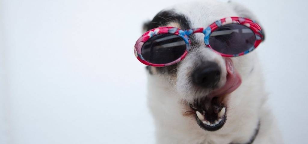 Chien avec des lunettes de soleil