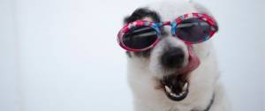 Chien avec des lunettes de soleil