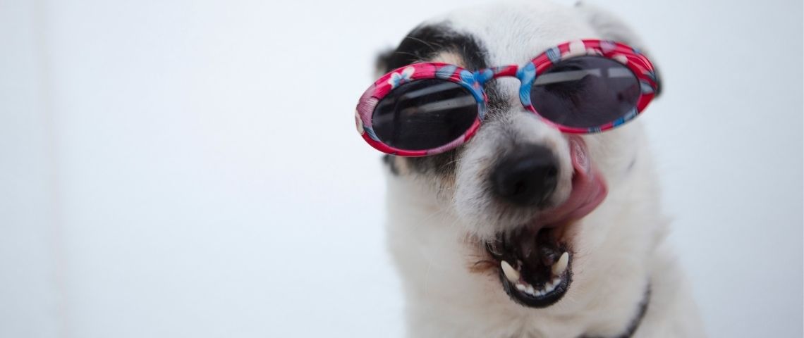 Le néo-assureur digital Lovys se mobilise contre les abandons d’animaux de compagnie en proposant gracieusement son offre d’assurance chiens et chats durant deux mois Chien avec des lunettes de soleil
