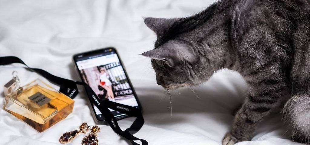 Chat regardant l'application Pinterest sur un smartphone