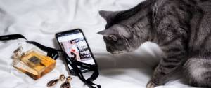 Chat regardant l'application Pinterest sur un smartphone