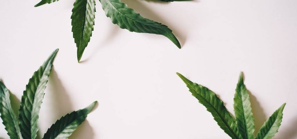 Feuilles de CBD