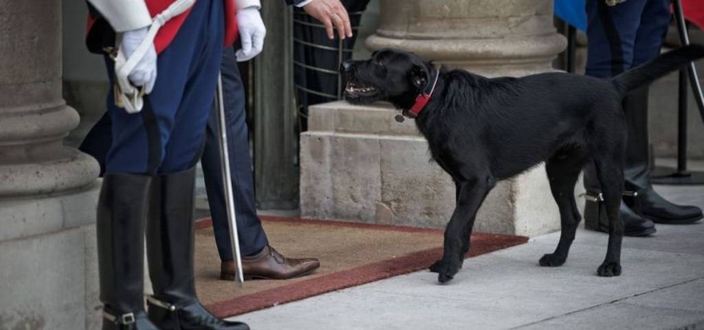 Labrador Retriever-Griffon, de robe noire