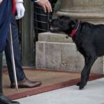 Labrador Retriever-Griffon, de robe noire