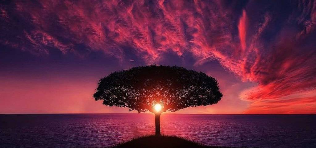Arbre au couché du soleilil