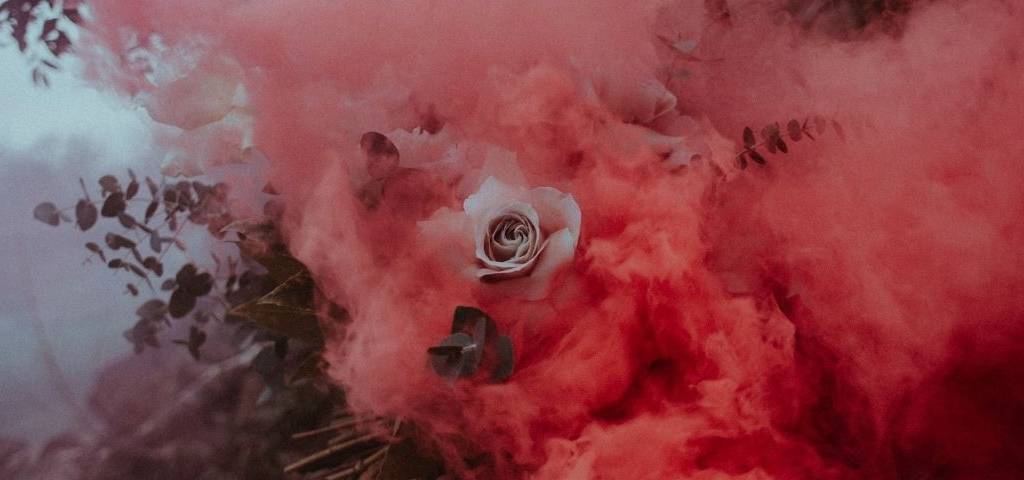 Rose blanches avec une fumée rose