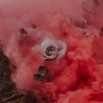 Rose blanches avec une fumée rose