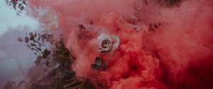 Rose blanches avec une fumée rose
