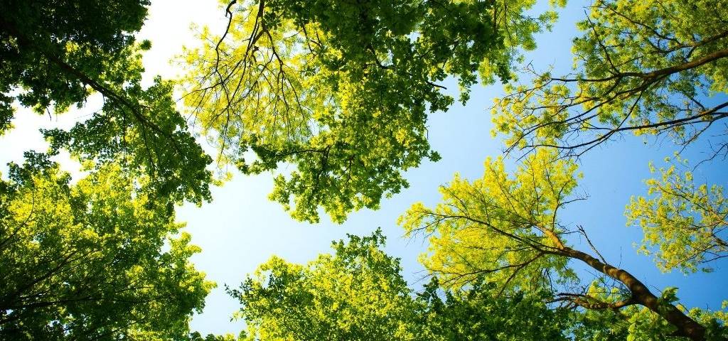 Arbres