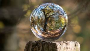 Arbre dans une goutte d'eau