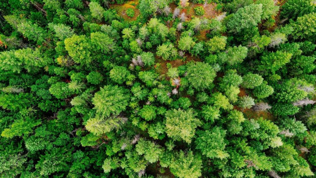 Forêt