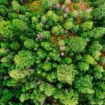 Forêt