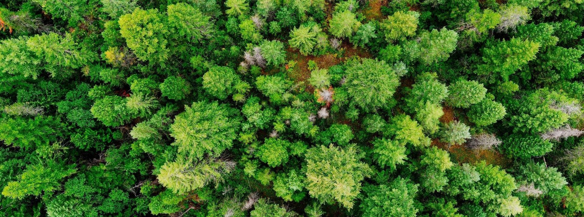 Bird Office et la fondation Goodplanet standardisent la contribution à la neutralité carbone de l’événementiel Forêt