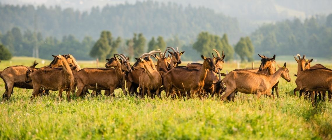 Goat Green : Des chèvres à la rescousse des terres incendiées Chèvre dans un pré avec des collines en second plan.