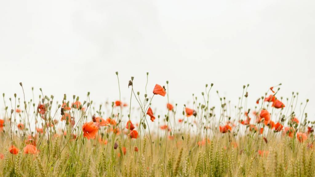 Coquelicots
